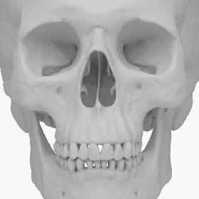 Human Skull